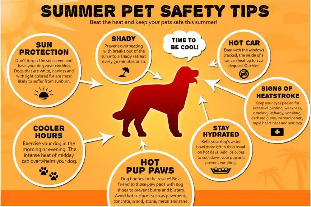  How to Keep Your Pet Comfortable During Summer Heat