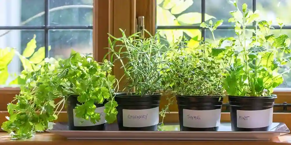  How to Make a DIY Herb Garden for Your Kitchen